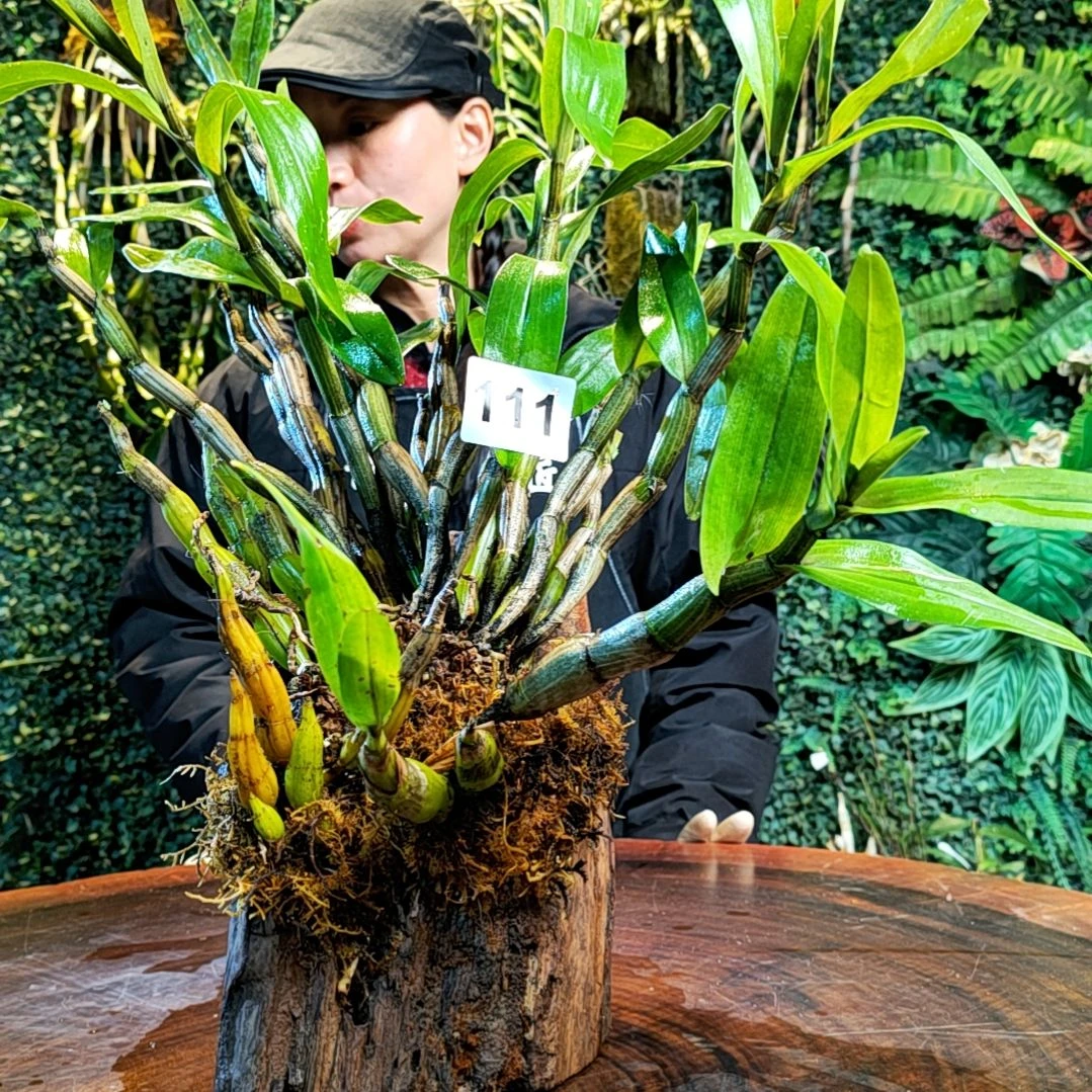 【闪购商品】111翅萼花卉