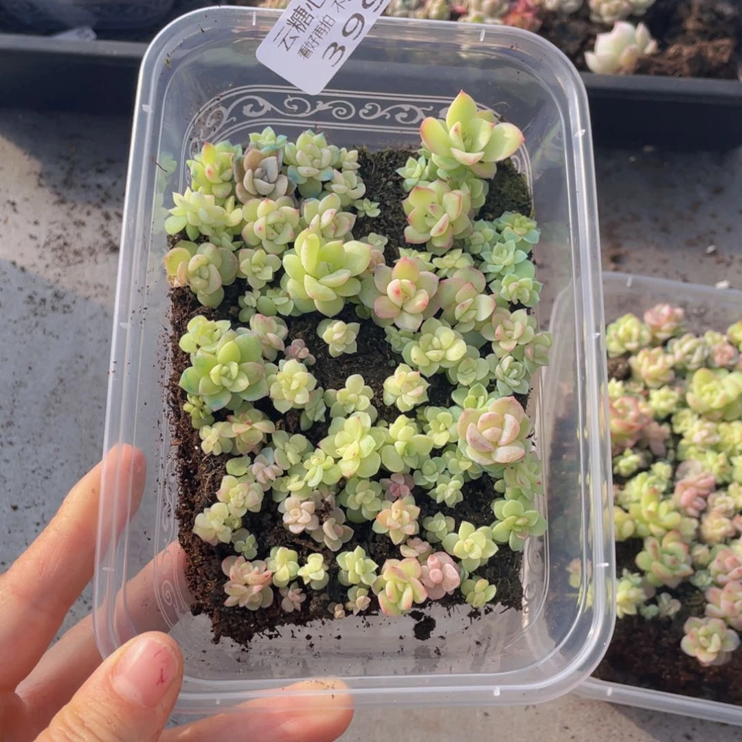 云糖心多肉植物399