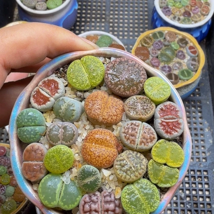 多肉植物的生长紫80