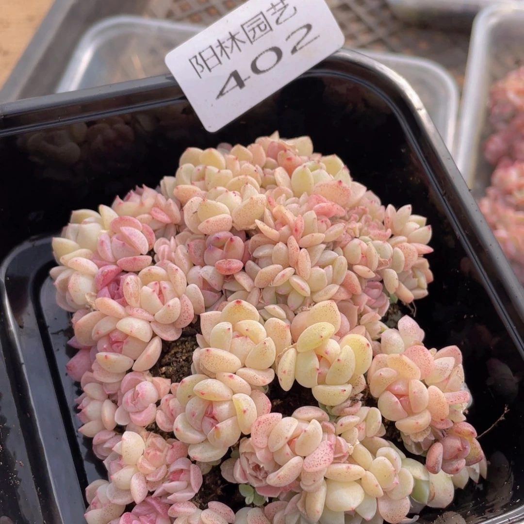 多肉植物多肉植物402