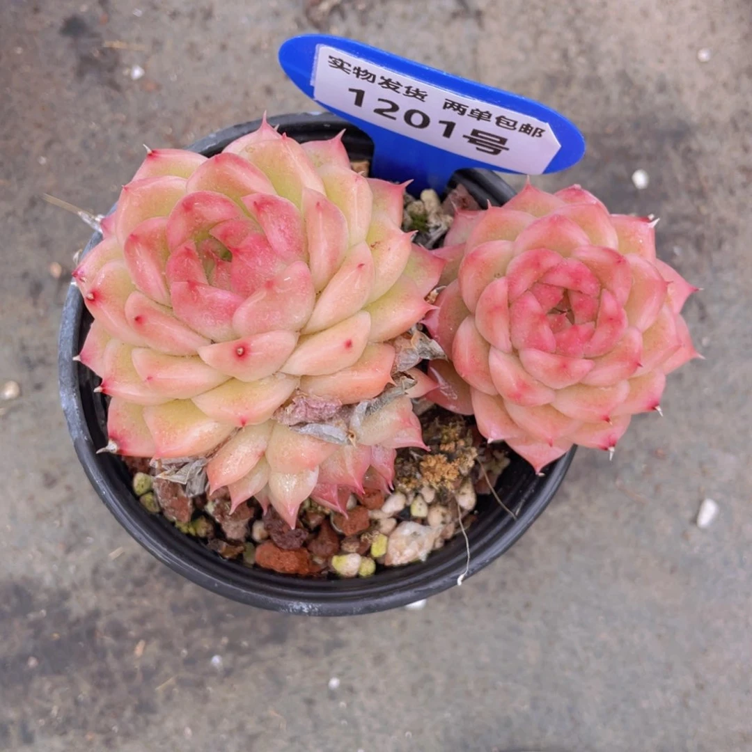 1201号红心麦秆双头一个不包整