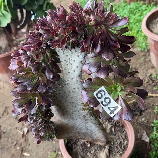 吉***懿多肉植物一个黑法有伤