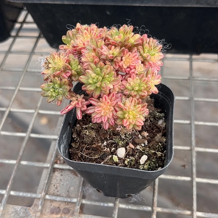 我也不知道我为什么要这样对