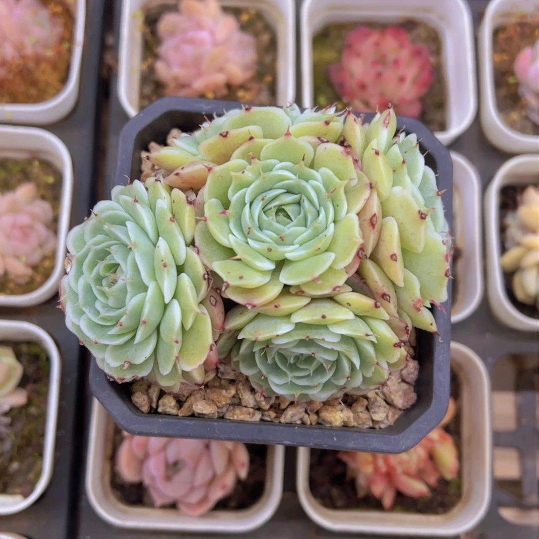 杨*新品，多肉植物