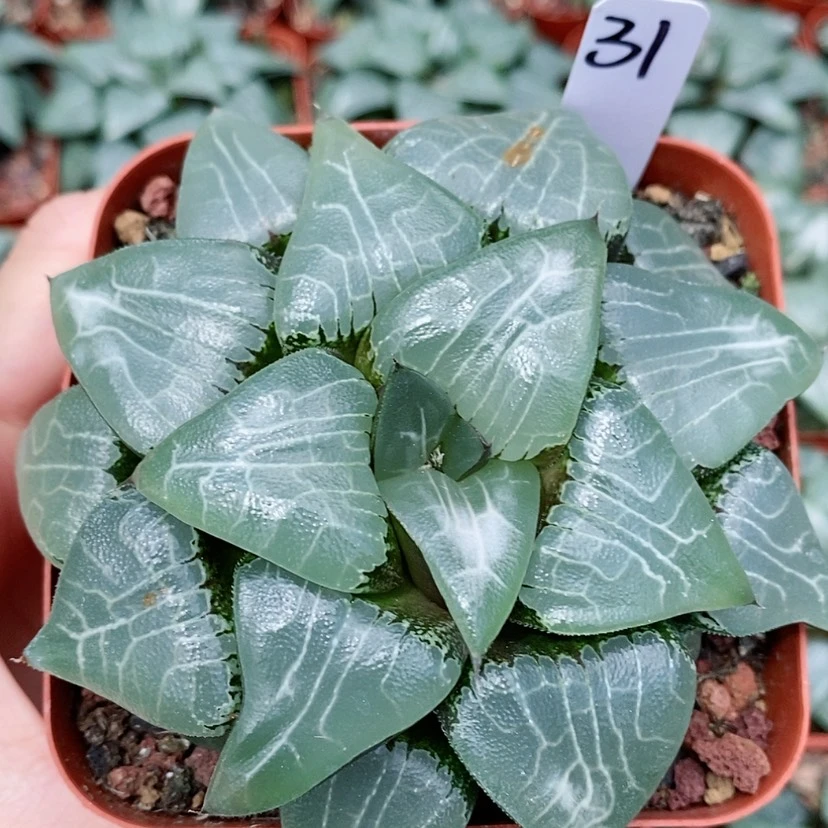 【闪购商品】31月影克