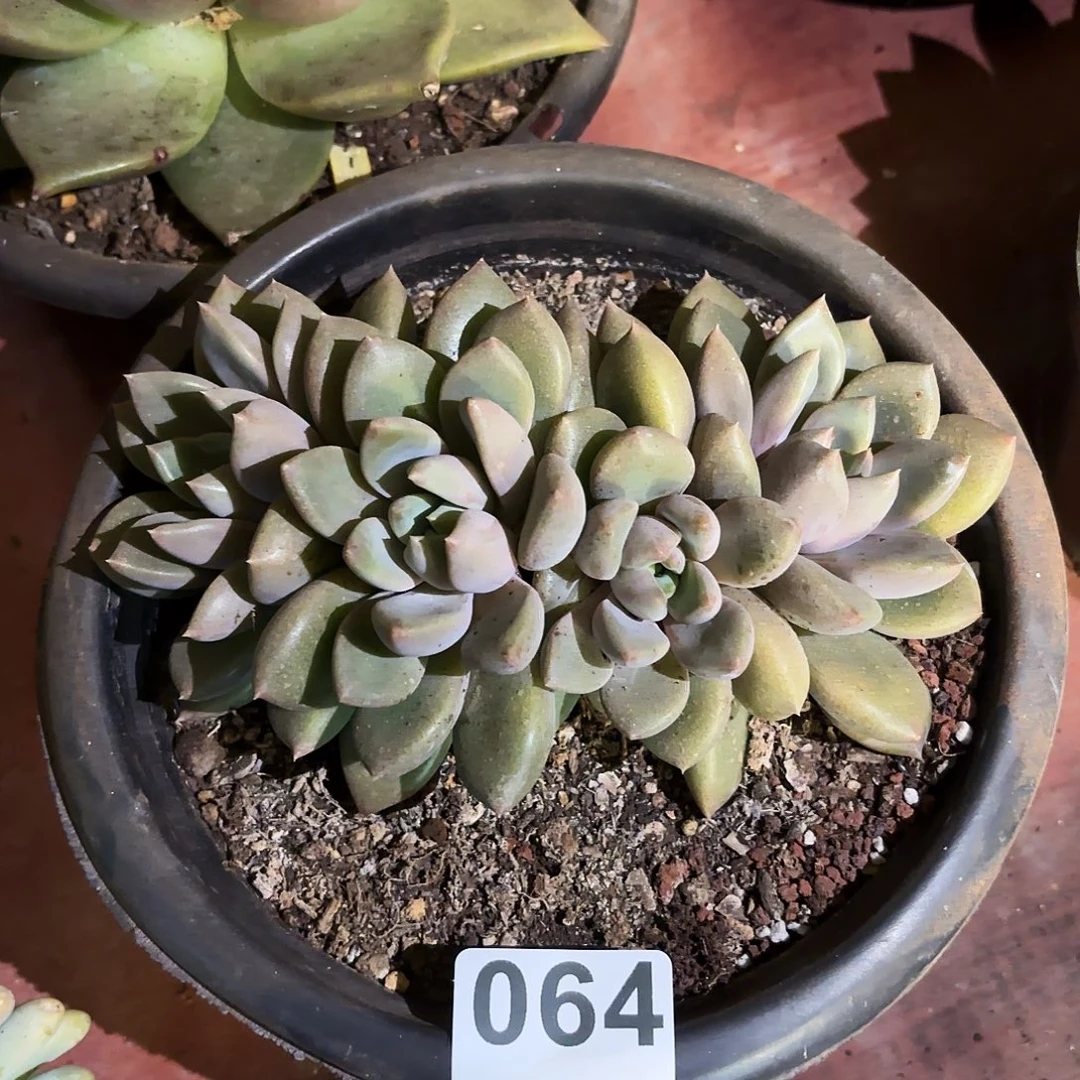 钩子哥福利专场064