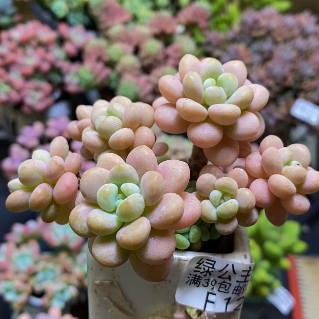 213洛可可8cm多肉
