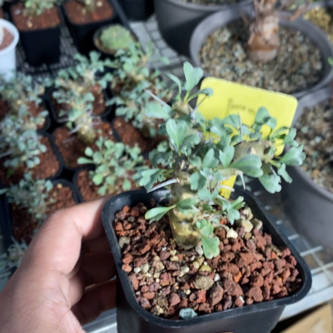 产地格斯龙骨奎一个