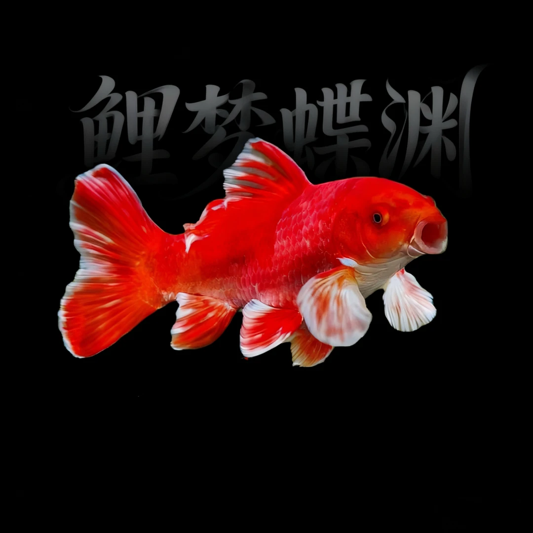 精品红蝴蝶鲤苗子