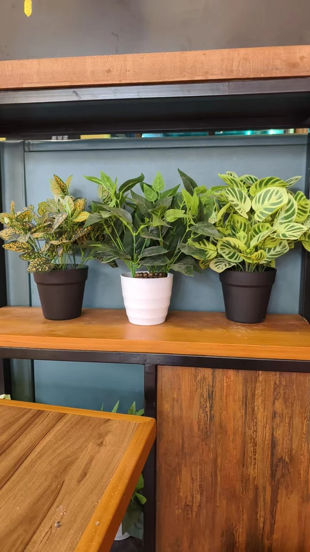 沉香100紫，多样性发一