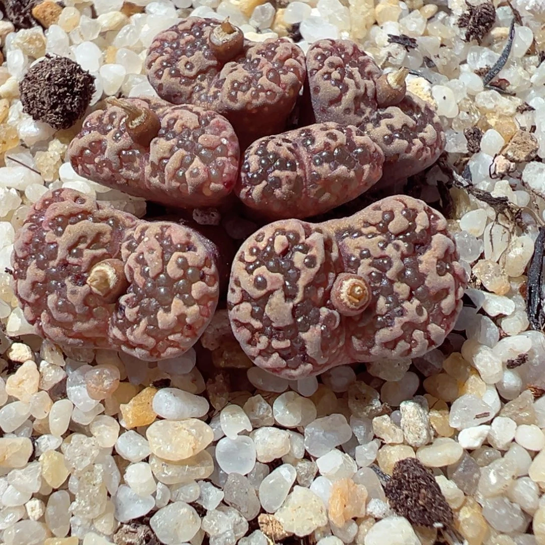 1128-767多肉多肉鱼子酱