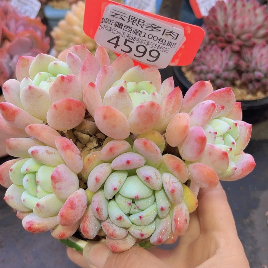 4599望舒多肉植物