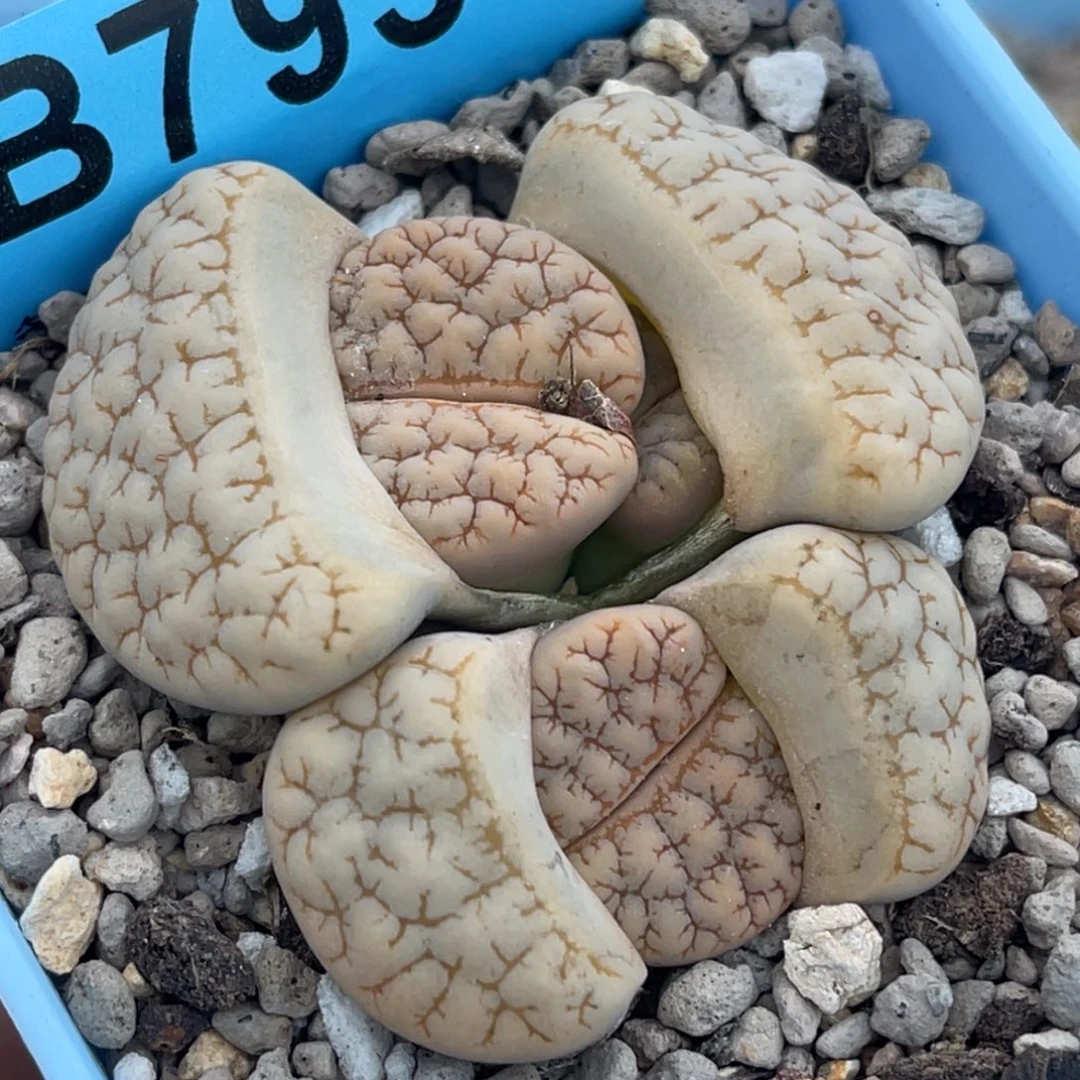 7958三头荒。 群一颗