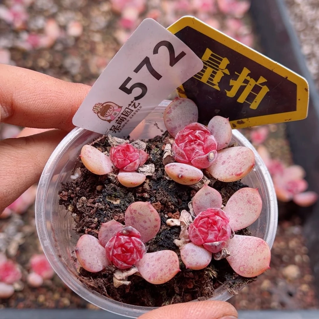 多肉植物多肉植物