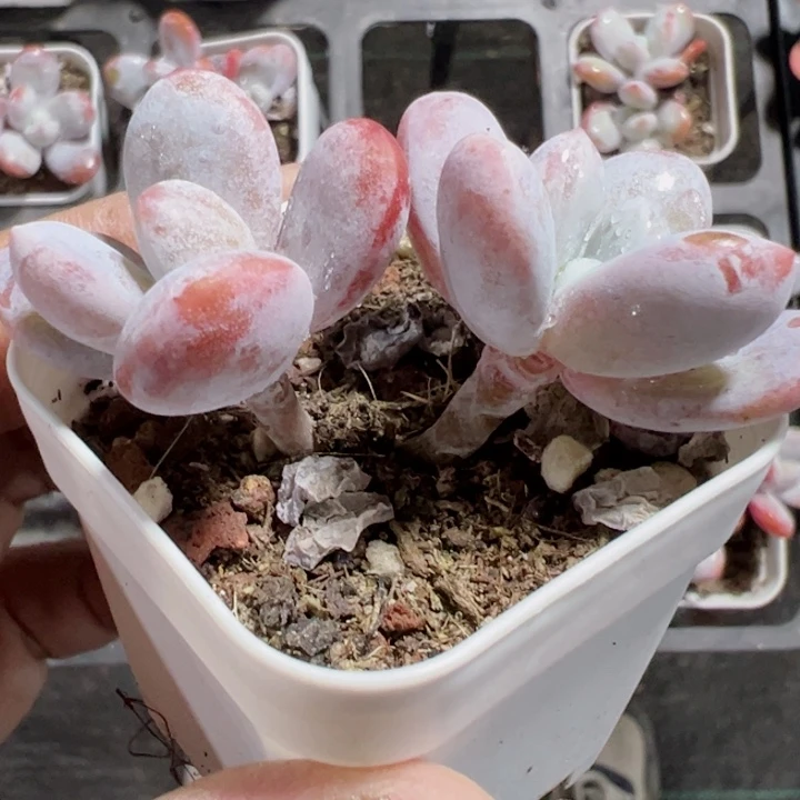 雪美人奶酪精品多肉