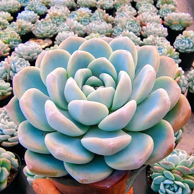 冰玉直播爆款大号单头多肉植物阳台楼顶盆栽绿直播间讲解链接为准