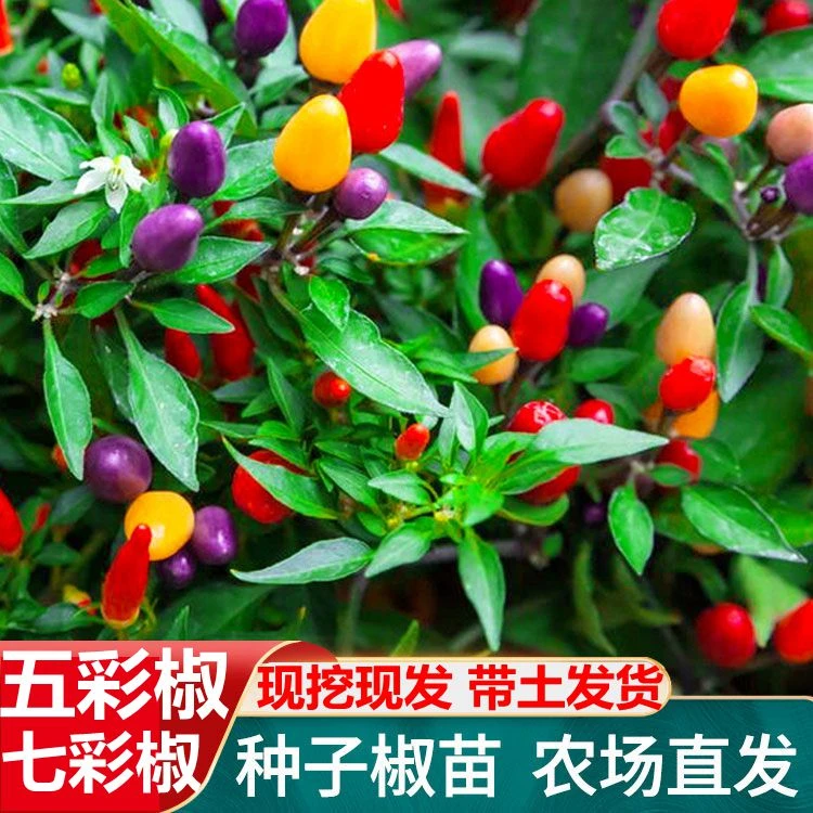 五彩椒苗又名七彩辣椒苗秧苗泡椒秧苗盆栽观赏椒食用小辣椒苗带土