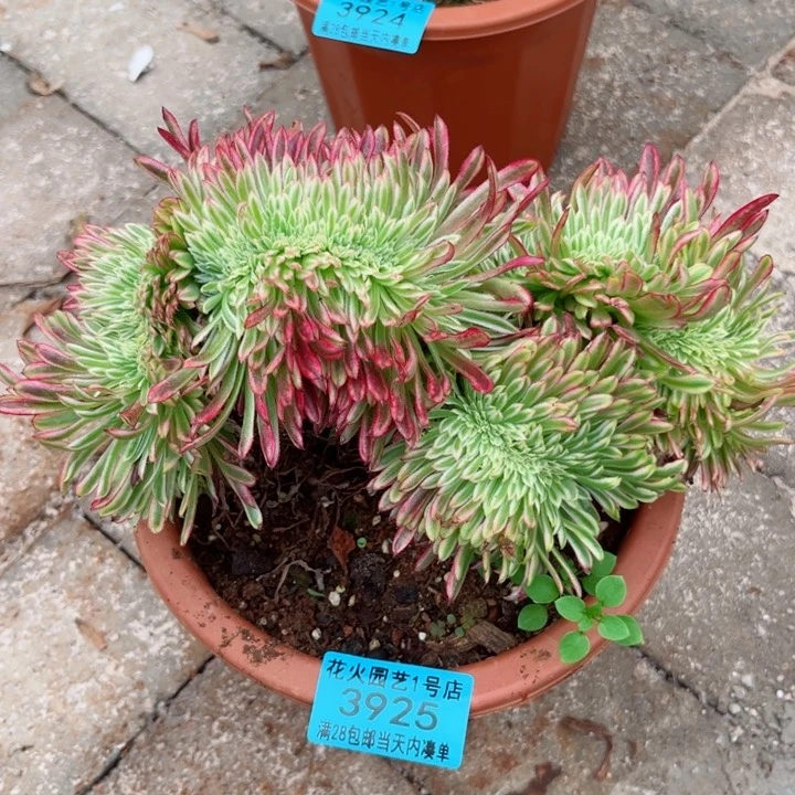 金丝菊缀3925多肉植物