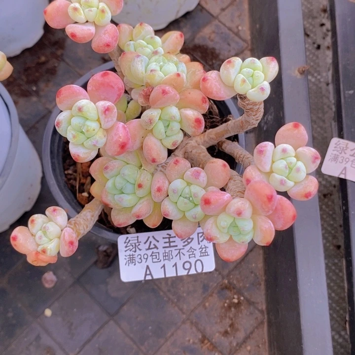 樱花罗琦老桩9cm1190多肉植物
