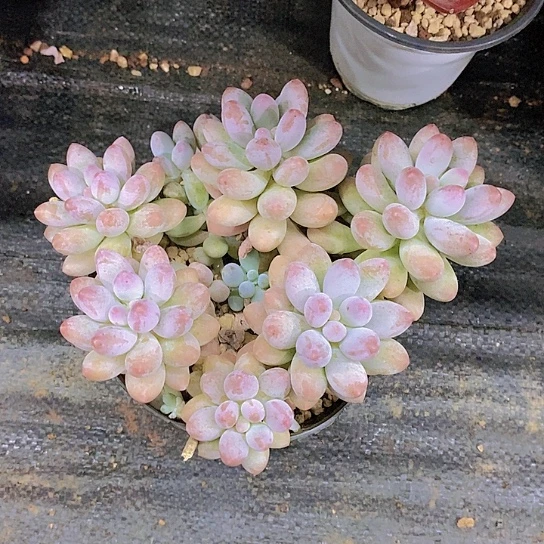 海****粉色恋人多肉植物