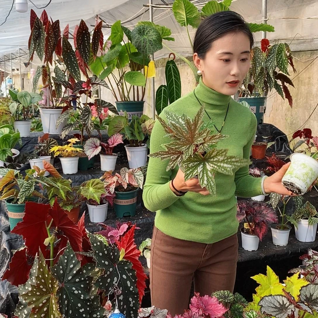 不开花植物土****秋海棠696
