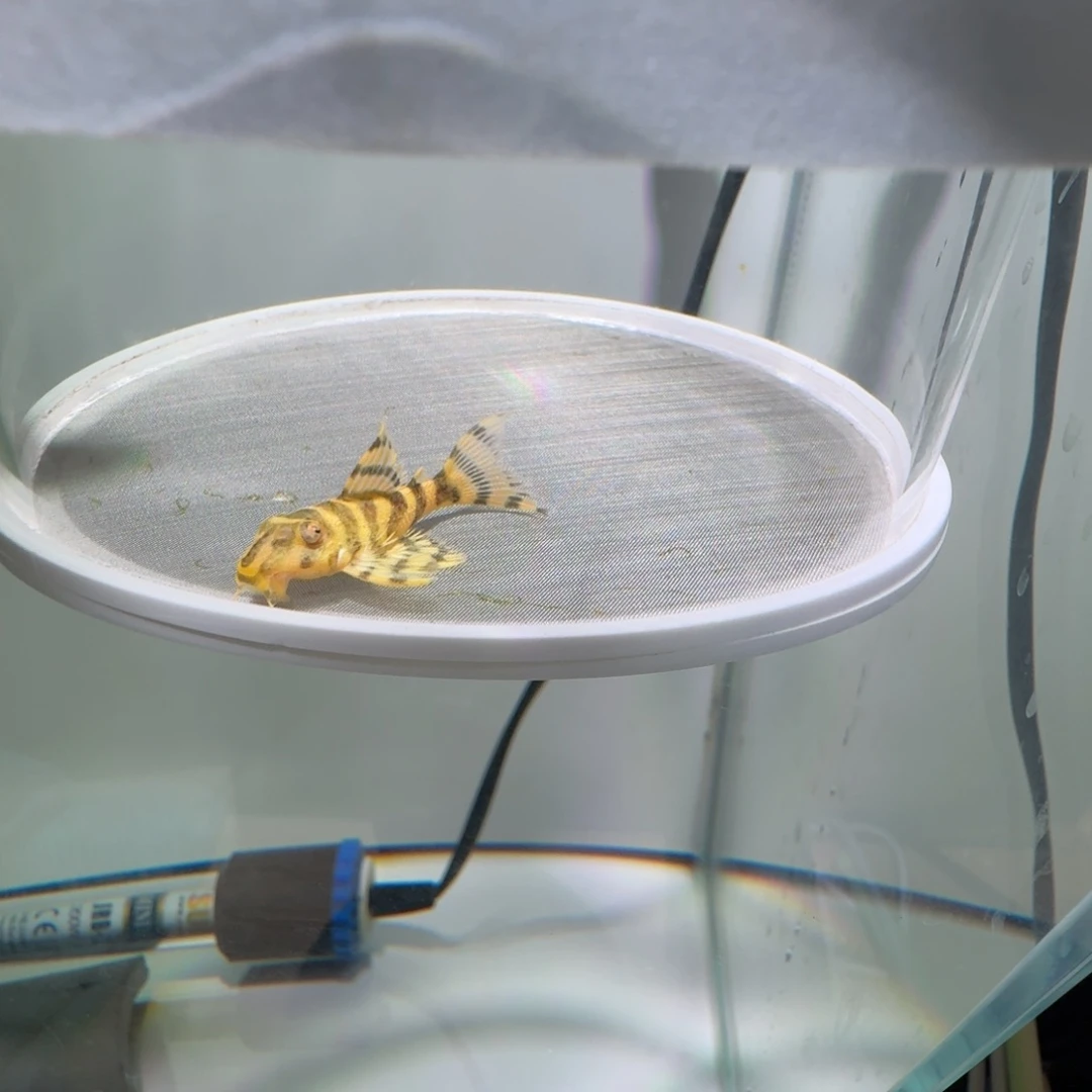 清道夫鱼41号皇室333