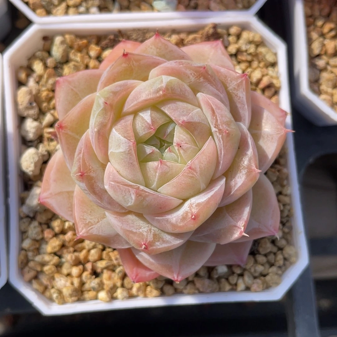 优选奶芙珍妮多肉1897