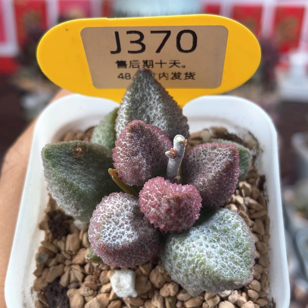 冰桃。    370。