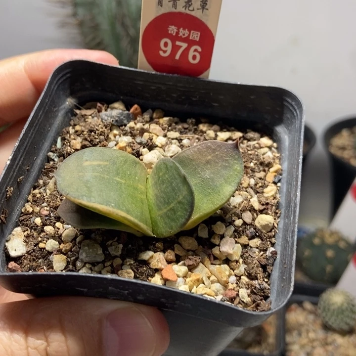 拉丝卧牛锦一颗仙人球