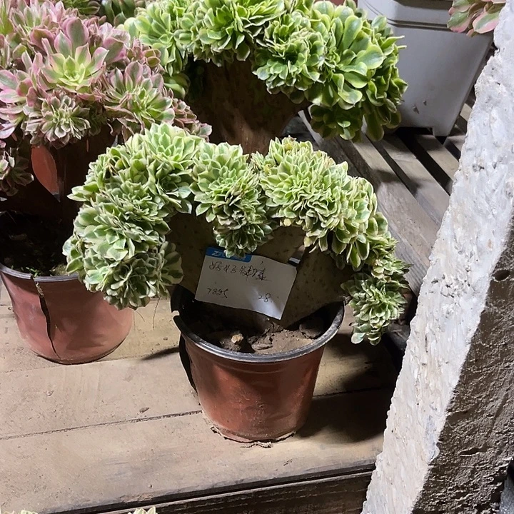 好***康多肉植物迈巴赫缀