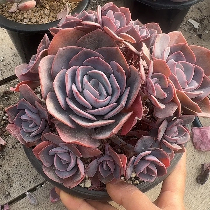 尘埃玫瑰多set植物精华