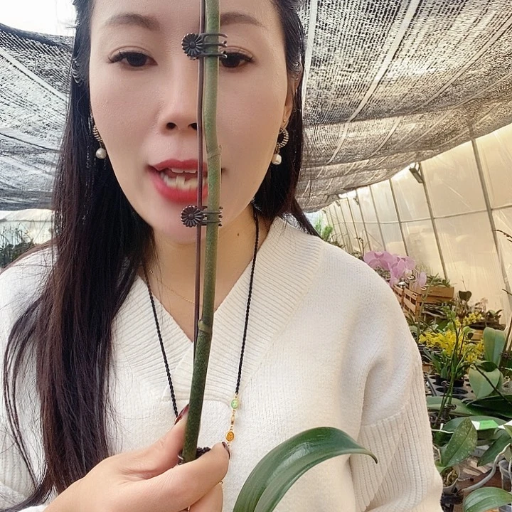 无花朵一千零子夜
