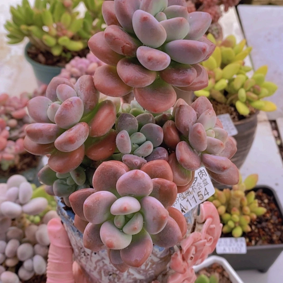 樱花洛神12cm1154多肉植物