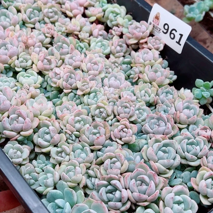 凡***静多肉植物多肉植物