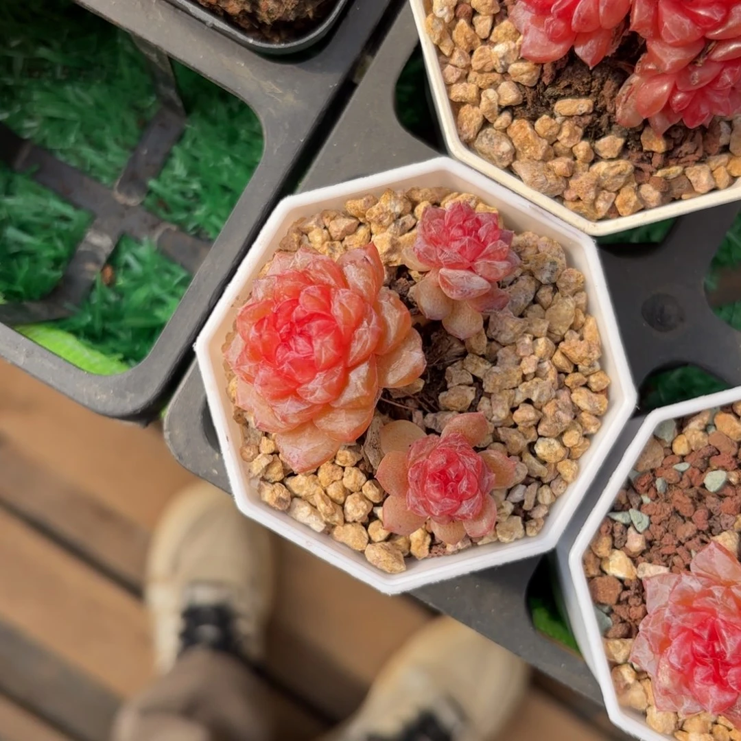 元旦福利紫色水晶三头