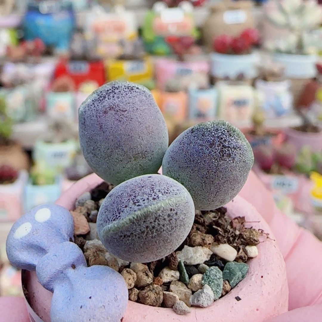 艺妓海豹 盆口2cm