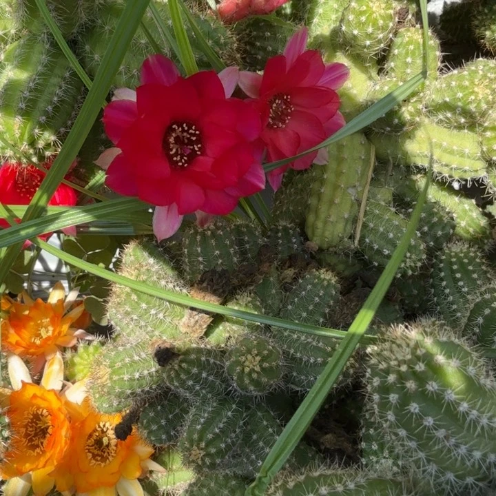 矮胖白檀侧芽一个359
