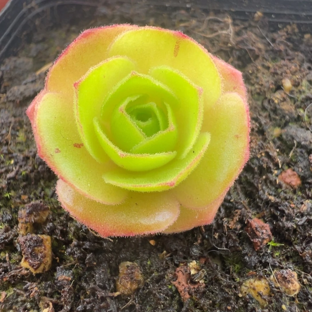 L25半城玫瑰连生宛