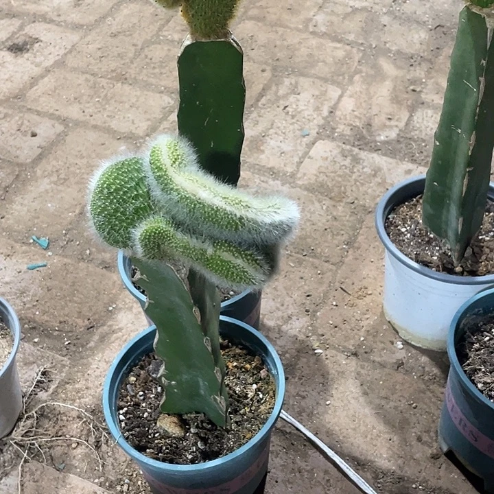 K***n九尾狐缀化2个一组