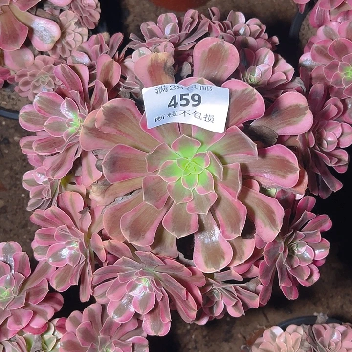 459美杜莎多肉植物