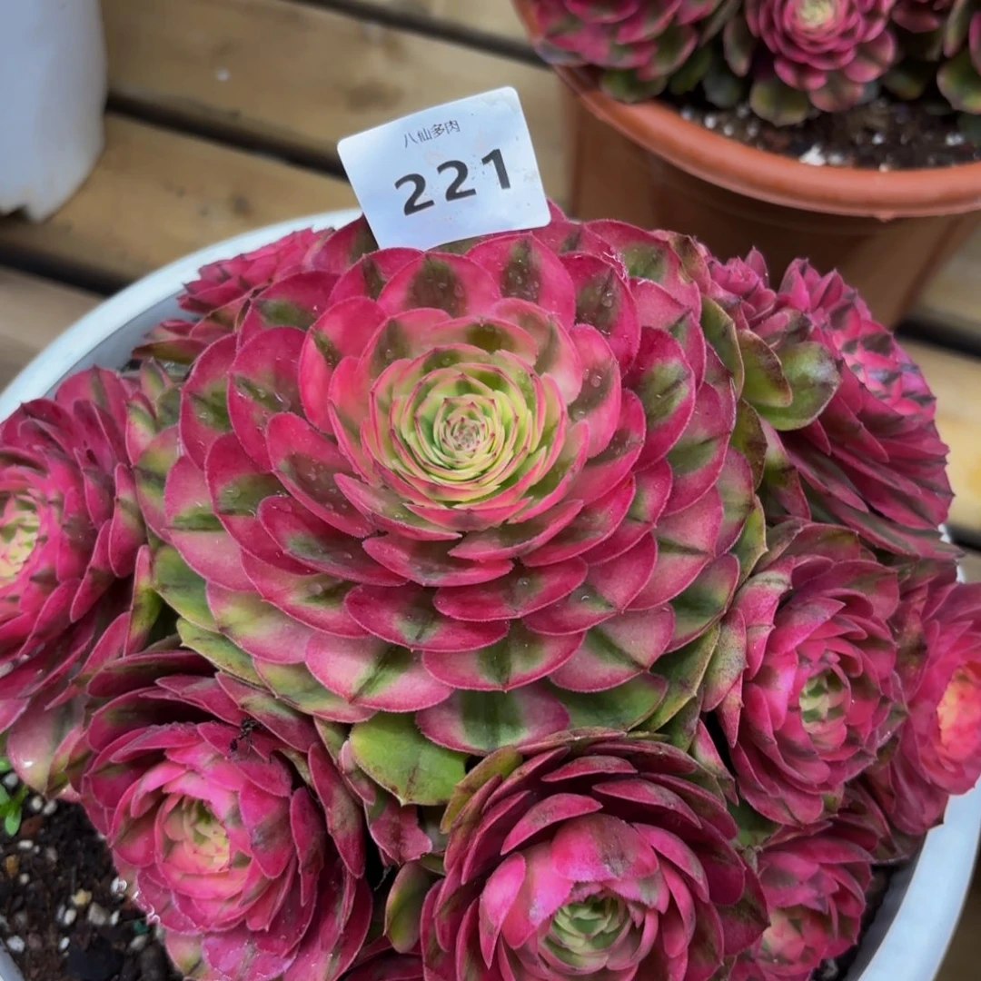 221多肉植物荔枝