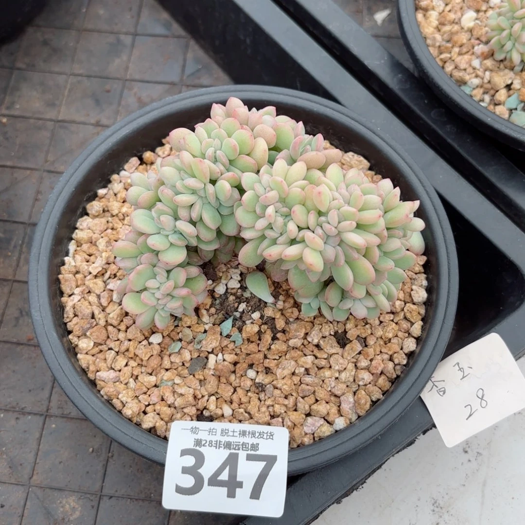 泡芙缀无盆土发货