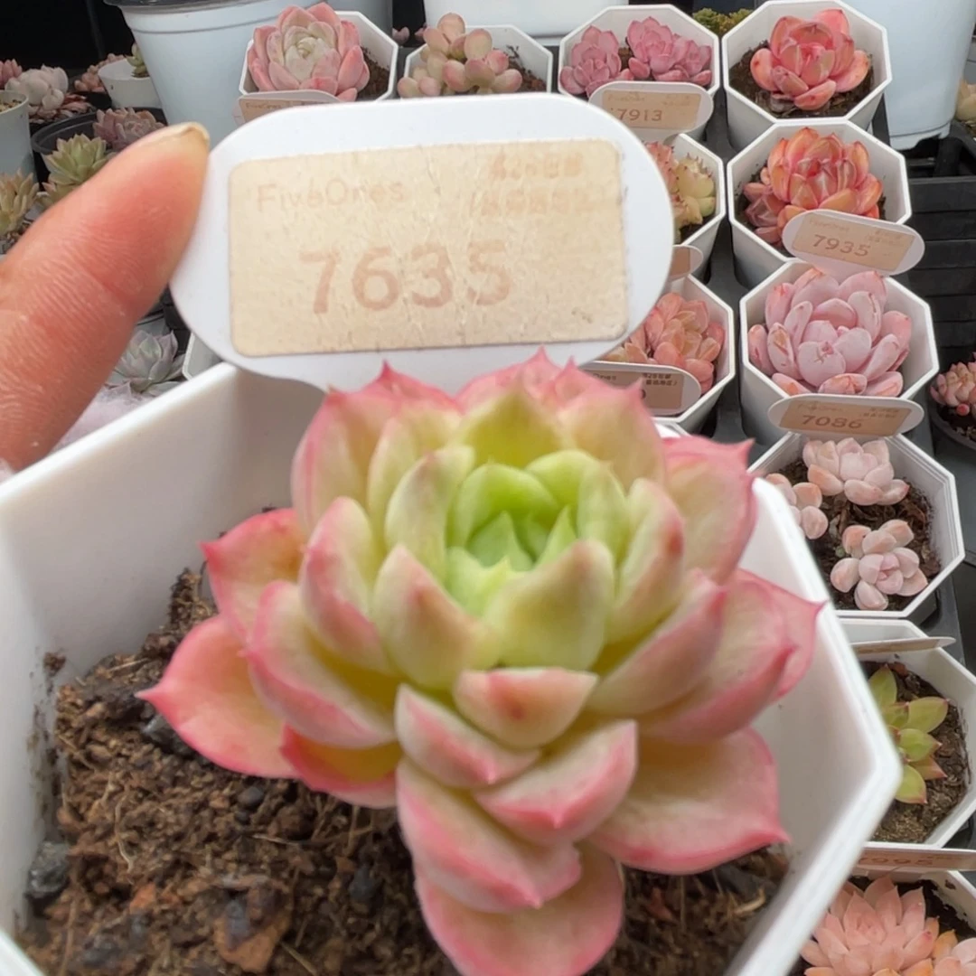 酸橙辣椒7635-4.5厘米