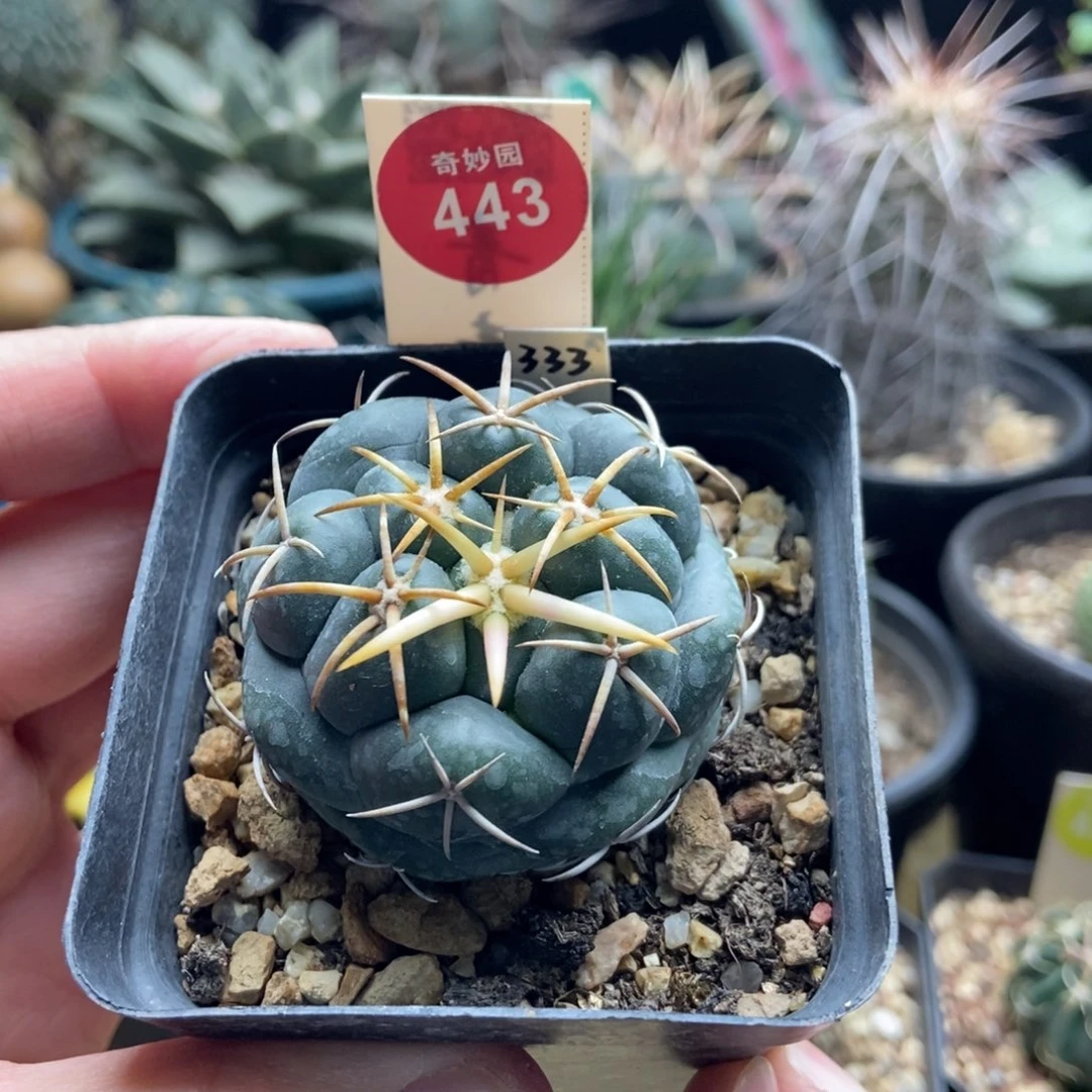 实生豪刺安宅象牙一颗4.8cm