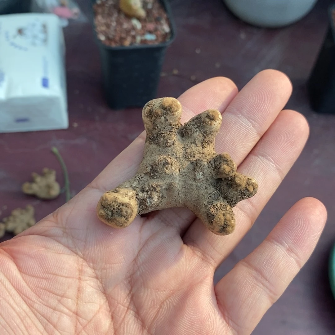 熔岩格加厚炖菊一个