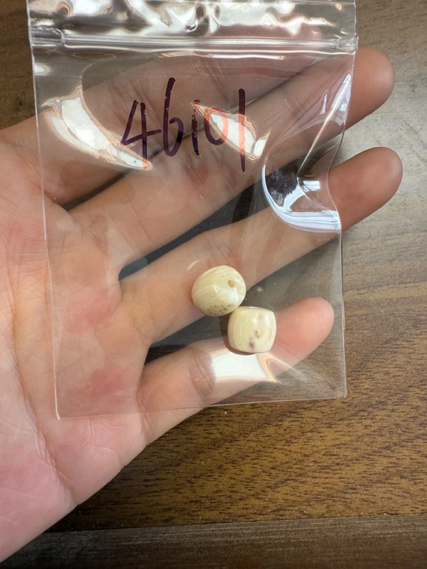 46101猛犸牙直切对珠配饰