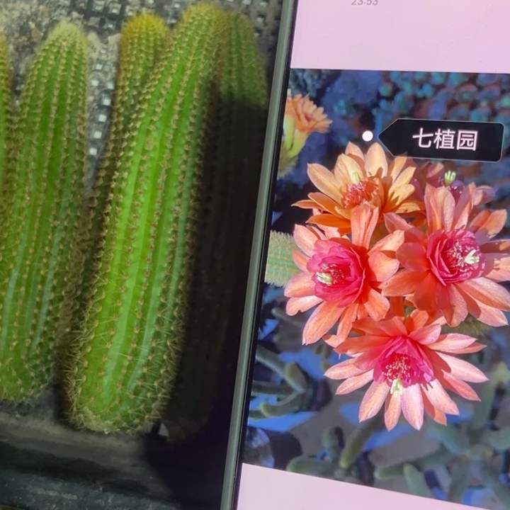 仙人球双色金妞侧芽两个