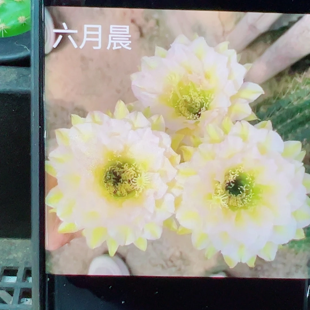 毛花柱六月晨侧芽 20 包邮