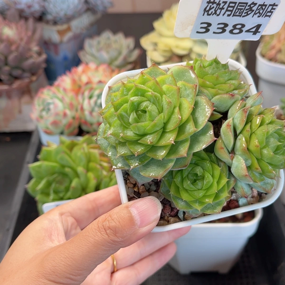 多肉植物3384 一定要拍冷链哦