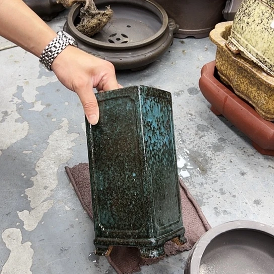 紫砂花盆中香气浓美